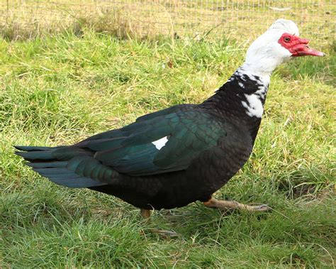 race canard noir et blanc|canard de barbarie.